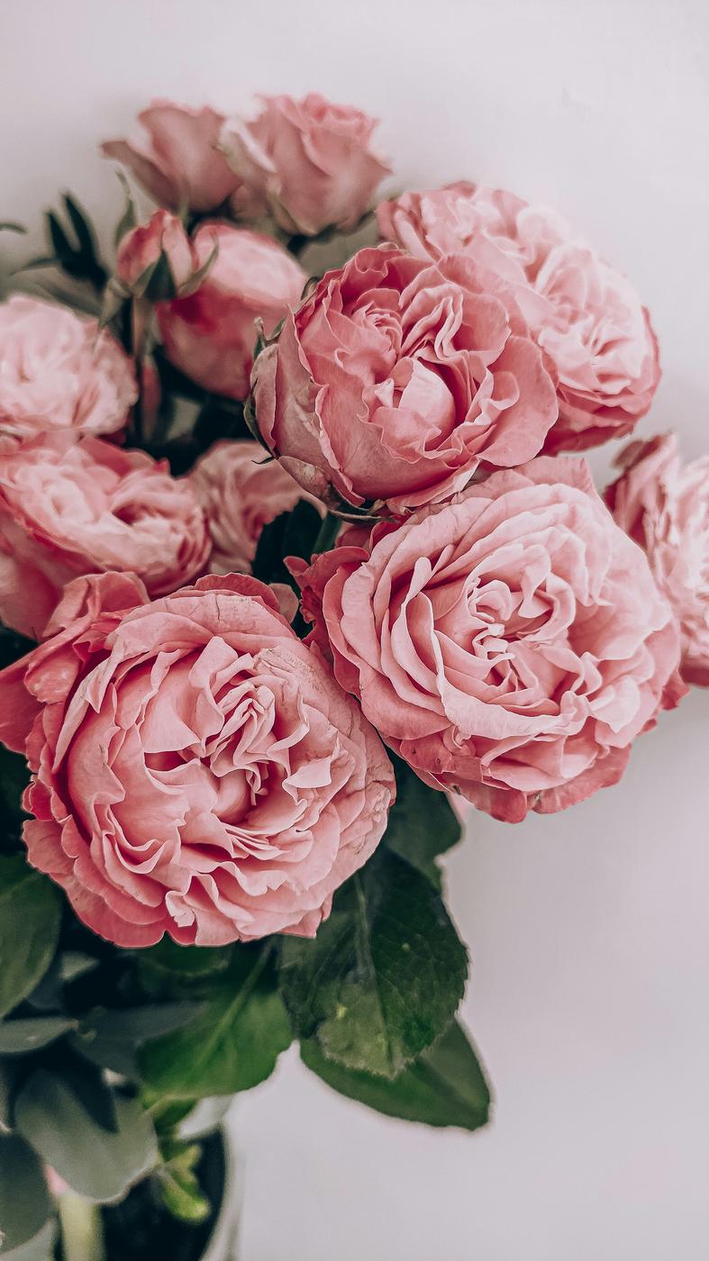 Pink peonies