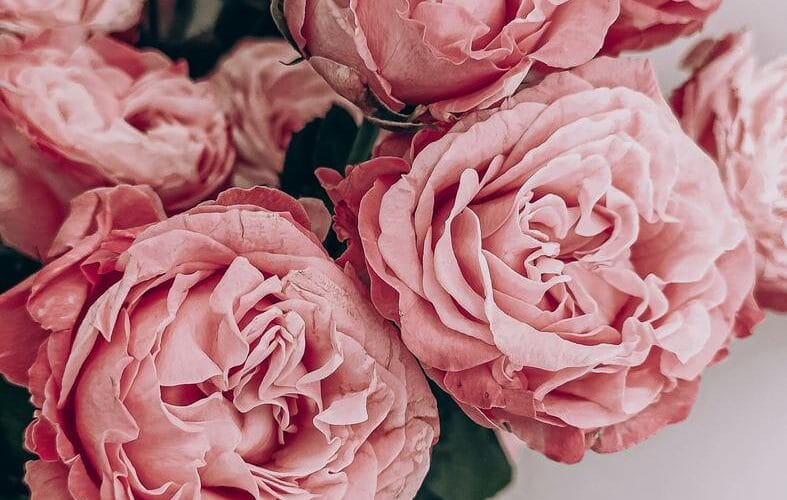 How to Find a Florist Near Me in Nairobi
